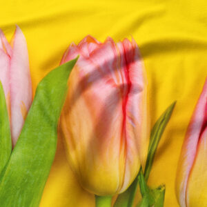 Zbliżenie na nadruk różowego tulipana i zielone liście na intensywnym żółtym tle